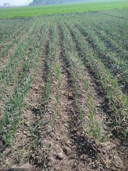 البصل دا محتاج اي عمر 70يوم